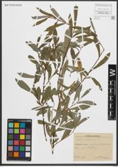 Foto von Salix purpurea L.